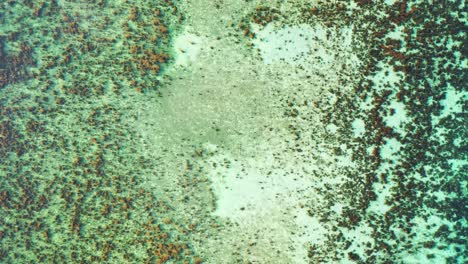 Brown-coral-reefs-pattern-and-rocks-under-calm-clear-water-of-turquoise-lagoon-on-shoreline-of-tropical-island,-Australia