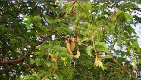 tropical tamarind tree branches with fruits and leafage billowing in wind