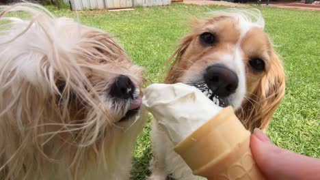 Two-puppies-licking-shared-icecream