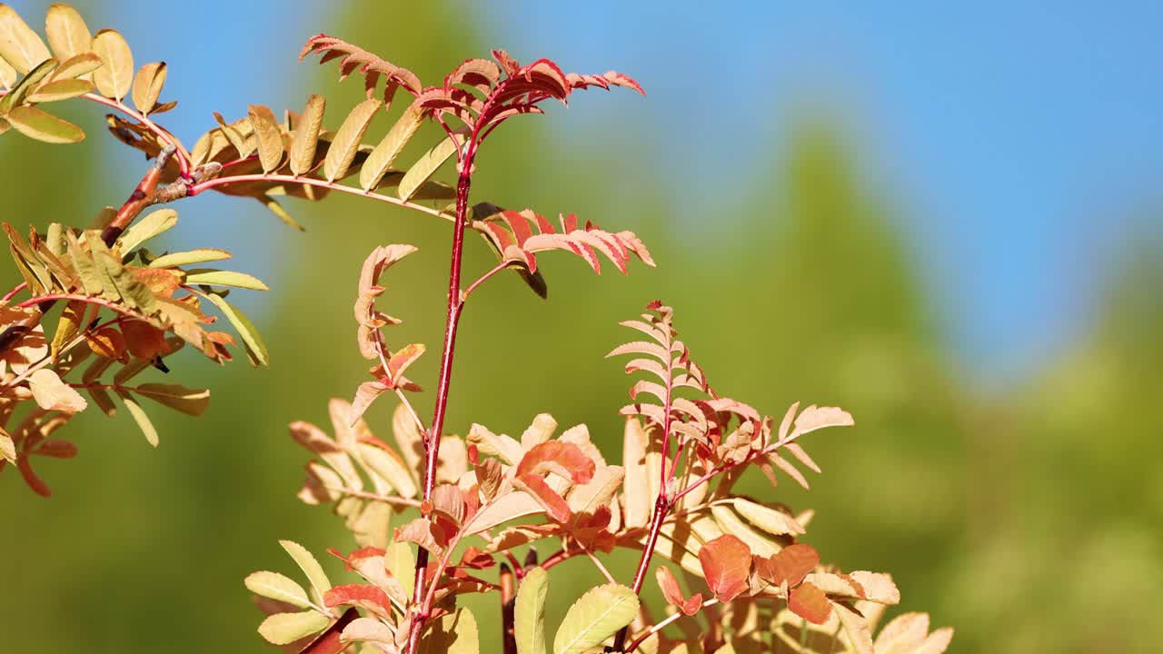 Close-up of autumn foliage and berries gently moving in the wind against a clear blue sky, captured with shallow depth of field and natural sunlight