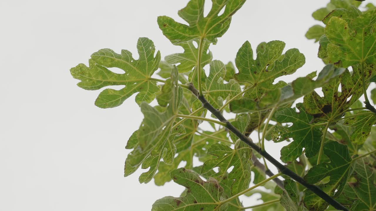 Close view of green fig leaves on branch against sky