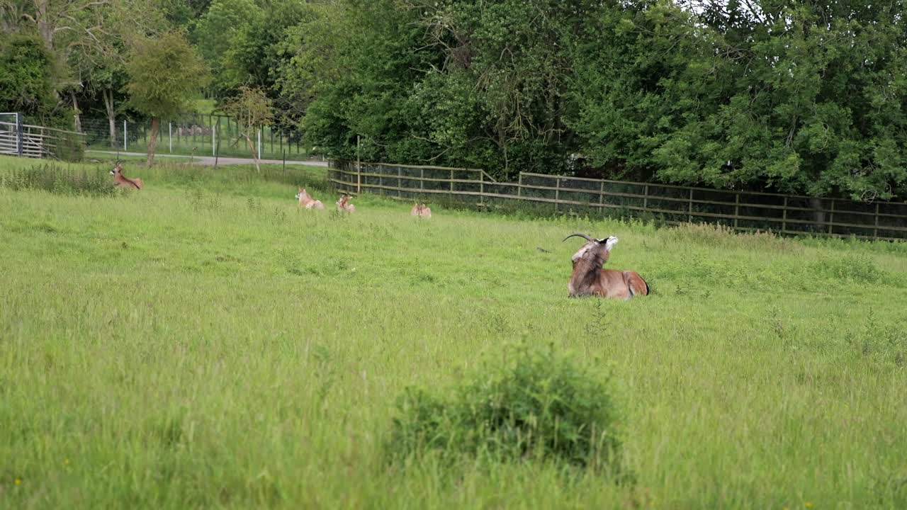 A group of antelope relaxes and grazes on tall grass in a spacious, fenced meadow.