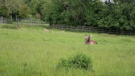 a group of antelope relaxes and grazes on tall grass in a spacious, fenced meadow.