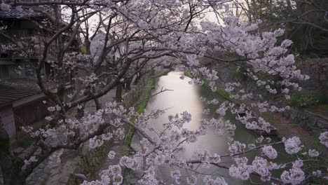 omihachiman moat in spring, breeze through spring sakura trees, shiga japan