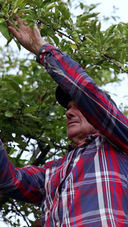 grey-haired male farmer picking ripe organic apples from tree. man looks at red fruit carefully. low angle view. vertical video