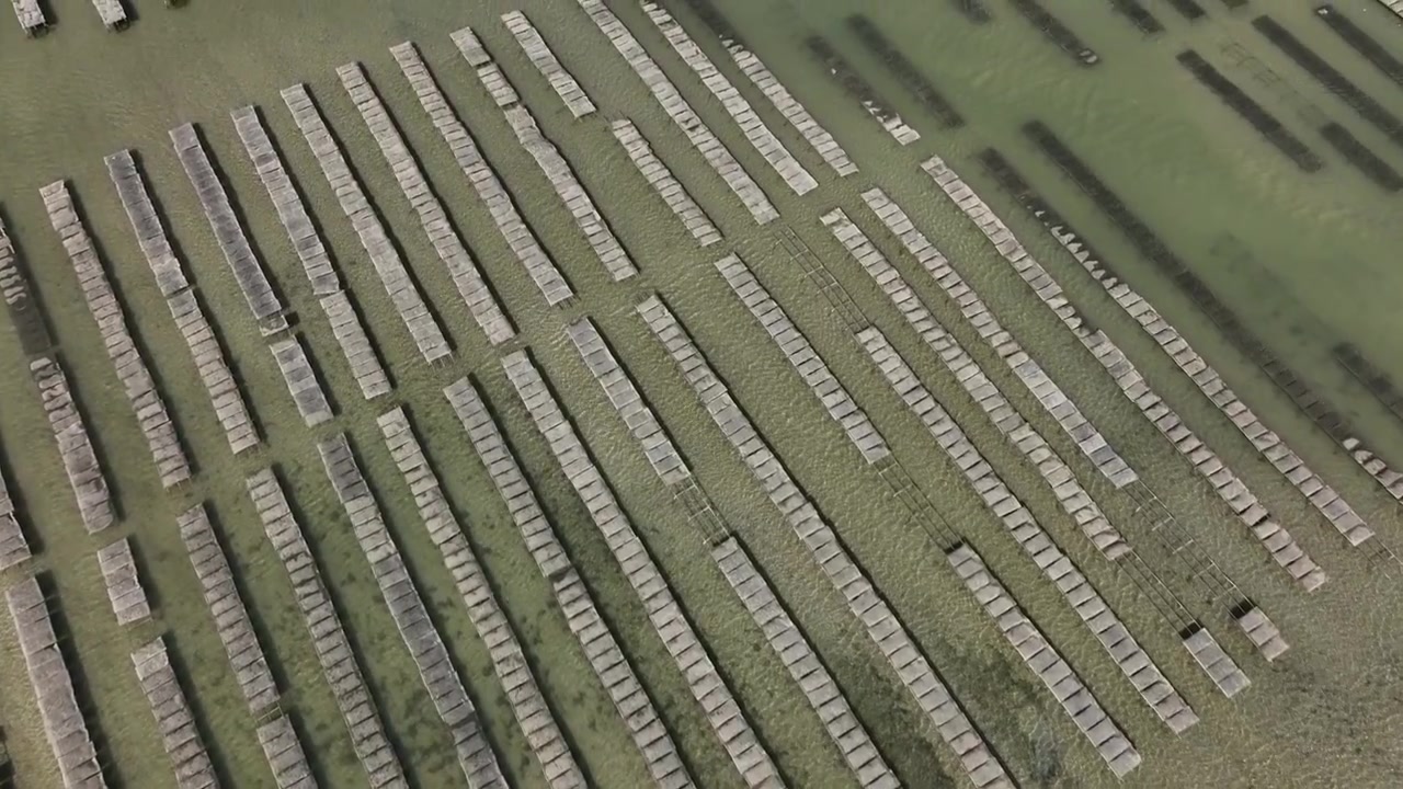 Drone top-down aerial view of geometric shellfish aquaculture patterns in Dakhla Lagoon, revealing striking parallel cultivation structures across Morocco's Atlantic coastal waters.
