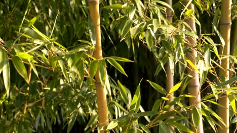 Slow-panning-up-view-of-a-bamboo-forest