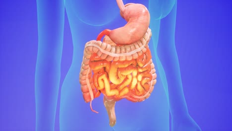 anatomical 3d animation of digestive system. showing the transparent body, highlighting the intestine and stomach.