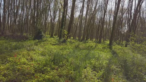 caminando en el bosque en charente en francia