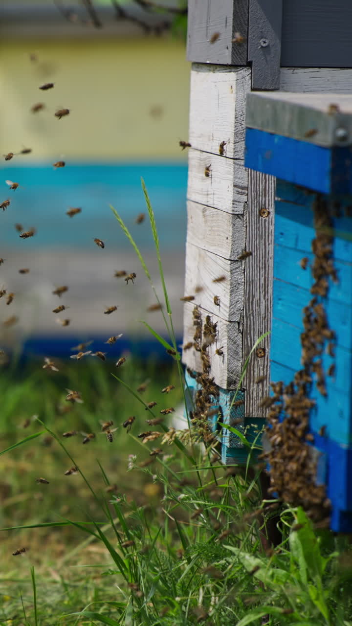 Industrious bees flying to their bee houses bringing nectar. Organic bee farm with wooden hives in summer season. Vertical video