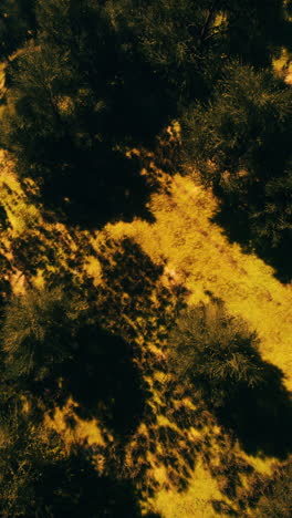 aerial view of a sunlit forest path