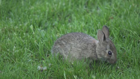 closeup shot of a wild bunny rabbit eating grass in a outdoor nature habitat