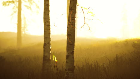 Niebla-Fresca-Temprano-En-La-Mañana-En-El-Bosque-Al-Amanecer