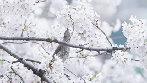 bird drinking nectar from cherry blossom trees in spring - close up shot