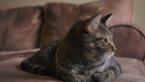 lovely domestic cat resting over couch at home