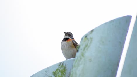 Haussperling-Fliegt-Weg,-Savannensperling,-Süßer-Kleiner-Vogel,-Hintergrund