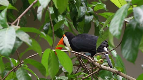 adult toco toucan with distinctive massive beak, perching on tree branch of a fruit tree, curiously wondering around the surrounding environment, close up shot