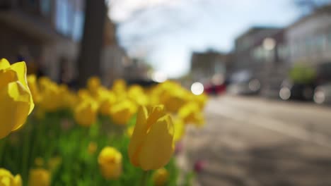 slow motion shot flying by yellow tulips on downtown city street