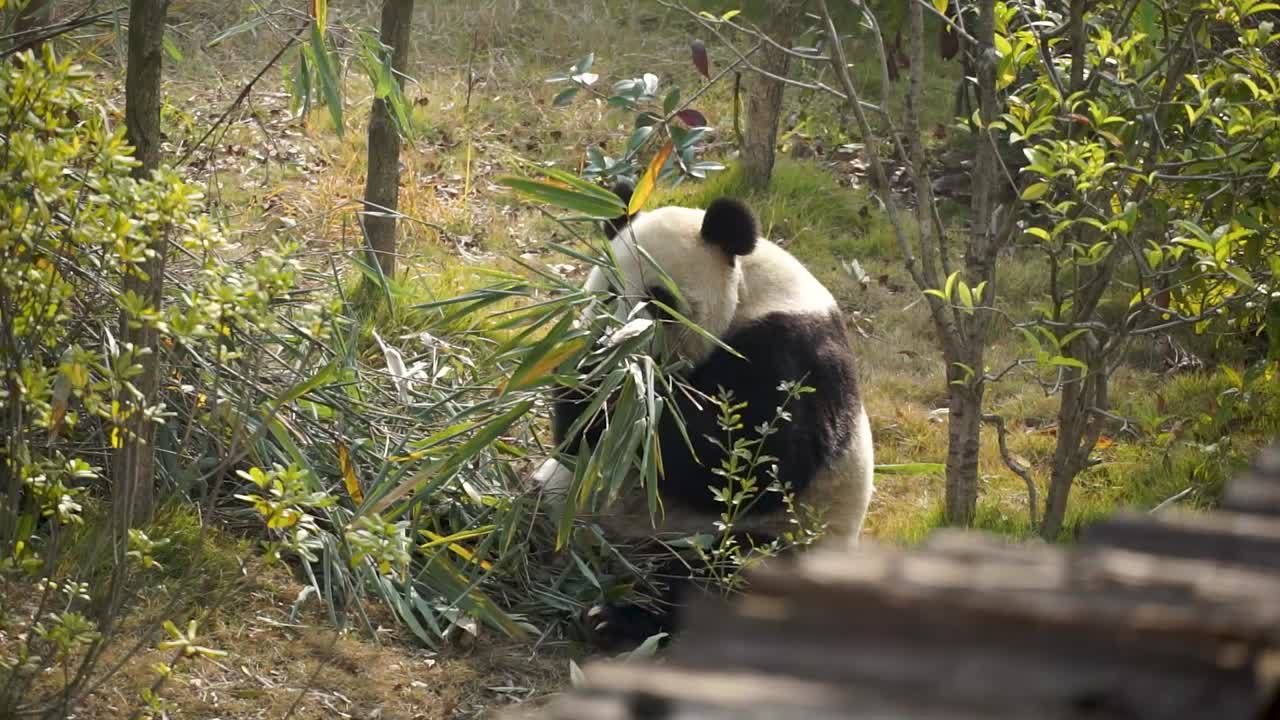 Giant panda calmly chewing bamboo held in the corner of its mouth while sitting among green bushes at Chengdu Research Base, China