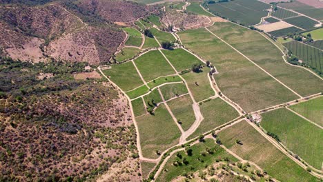 Peumo-Vineyard-Landscape-in-Chile,-Grape-Wine-Production-Varietals,-Aerial-Drone-Fly-Above-Green-Fields-of-Chilean-Wine,-Travel-Destination