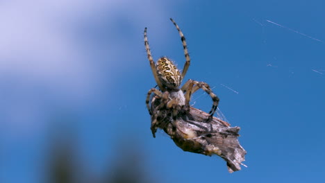 araña cruzada con su presa en una telaraña