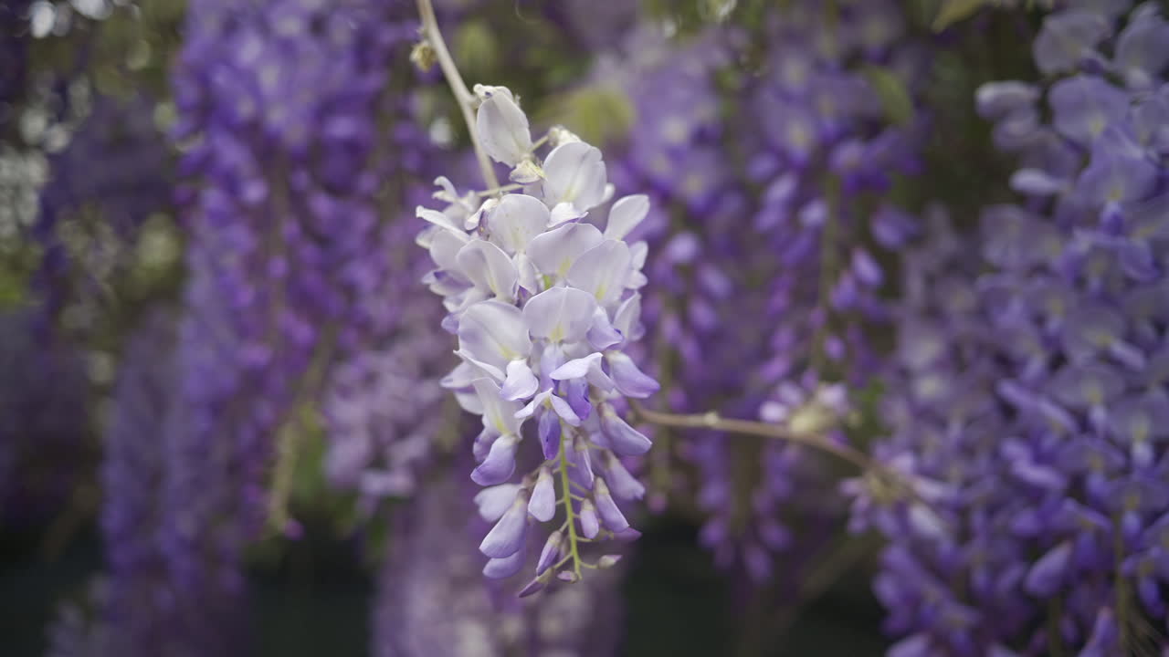 Close up of the purple wisteria flowers on the tree