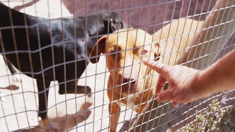 abandoned dog locked up in a shelter