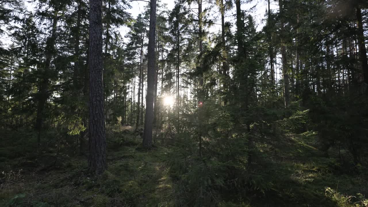 Spostamento laterale in una fitta pineta durante il tramonto, estate in Svezia