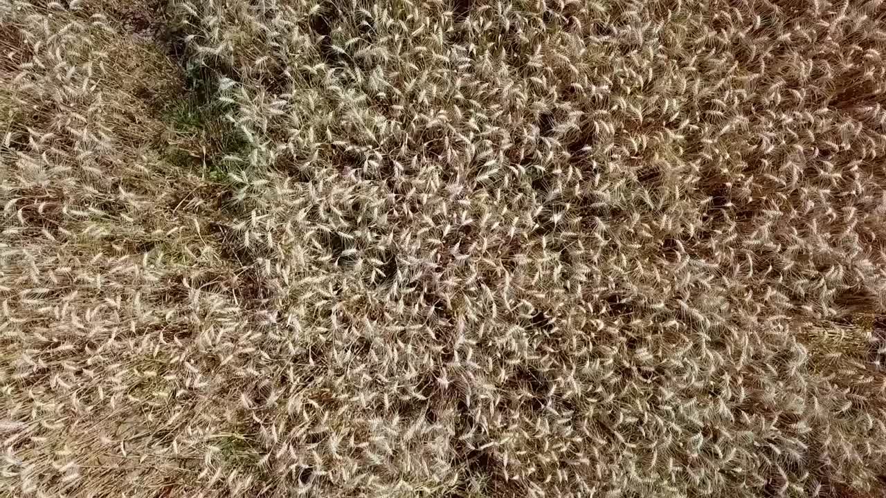 toma aérea del campo de centeno