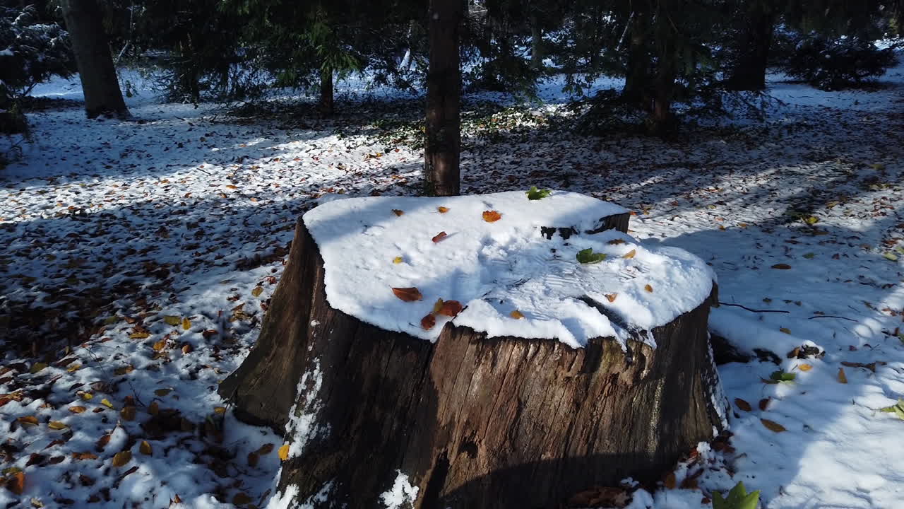 de un tronco pan a la izquierda en el bosque en el parque hasenheide en berlín cubierto de nieve en invierno 23 de noviembre hd 60 fps 5 segundos