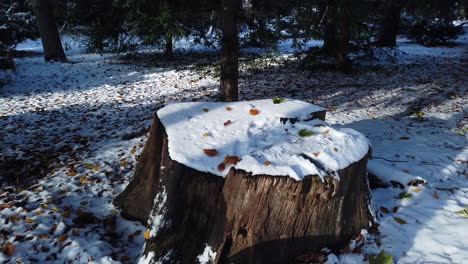 Desde-Un-Baúl-Hacia-La-Izquierda-En-El-Bosque-En-El-Parque-Hasenheide-En-Berlín-Cubierto-De-Nieve-En-Invierno-23-De-Noviembre-Hd-60-Fps-5-Segundos