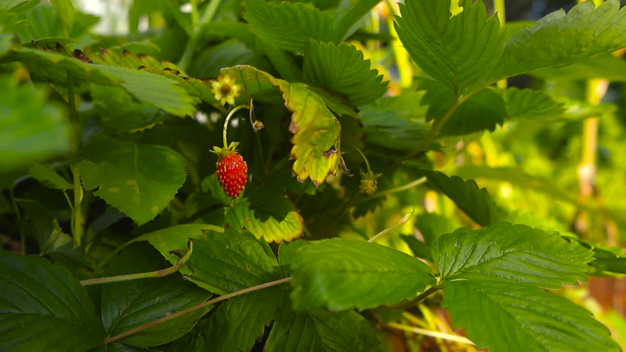 Close up footage of wild red colored strawberry haning on a green leafy bush in a sunny summer garden or a forest during day time. leaves have beautiful textures and veins visible on them