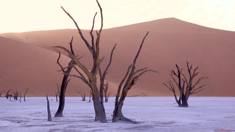 amazing dead trees silhouetted at dawn at deadvlei and sossusvlei in namib naukluft national park namib desert namibia