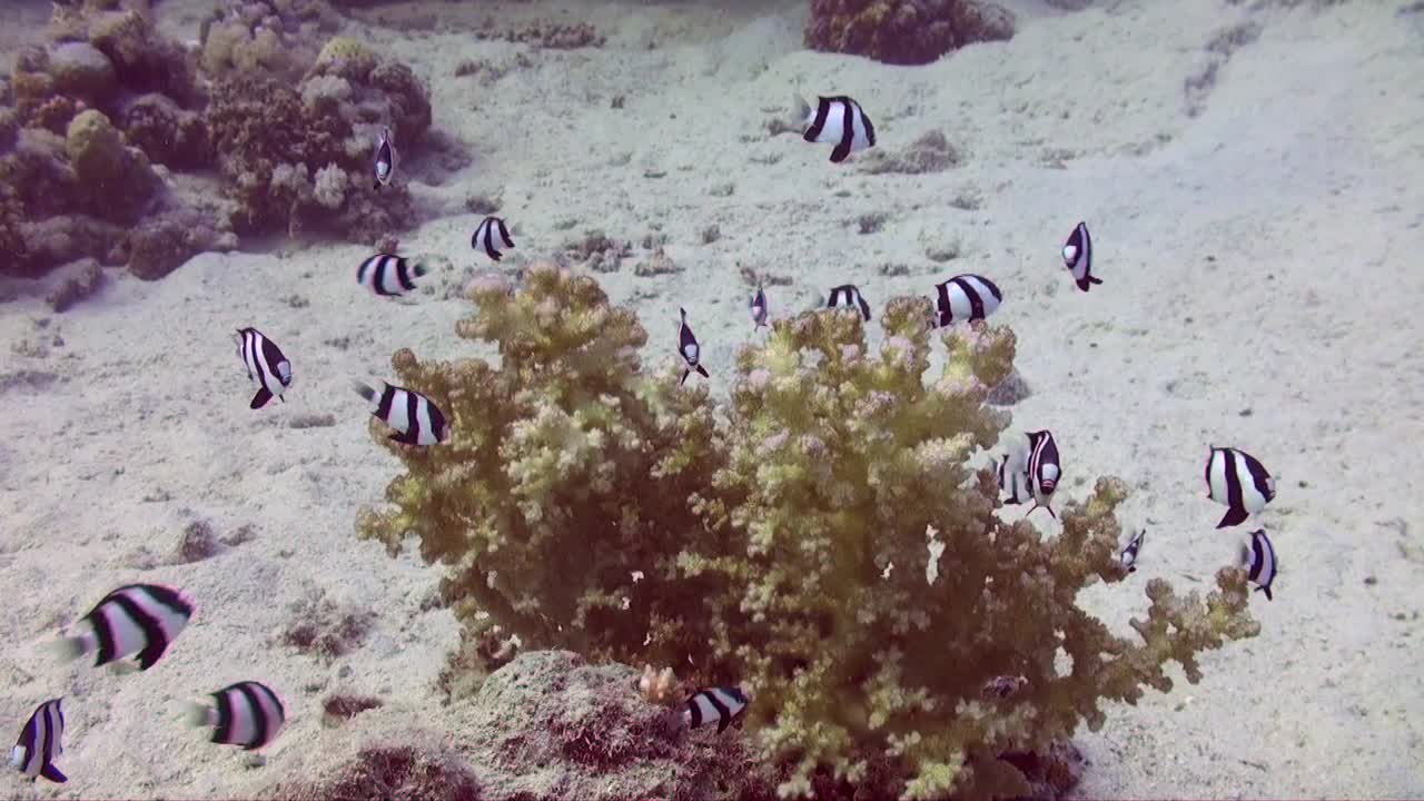 pez doncella de tres rayas sobre coral duro pequeño