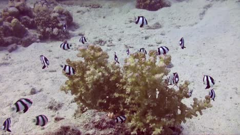 Pez-Doncella-De-Tres-Rayas-Sobre-Coral-Duro-Pequeño