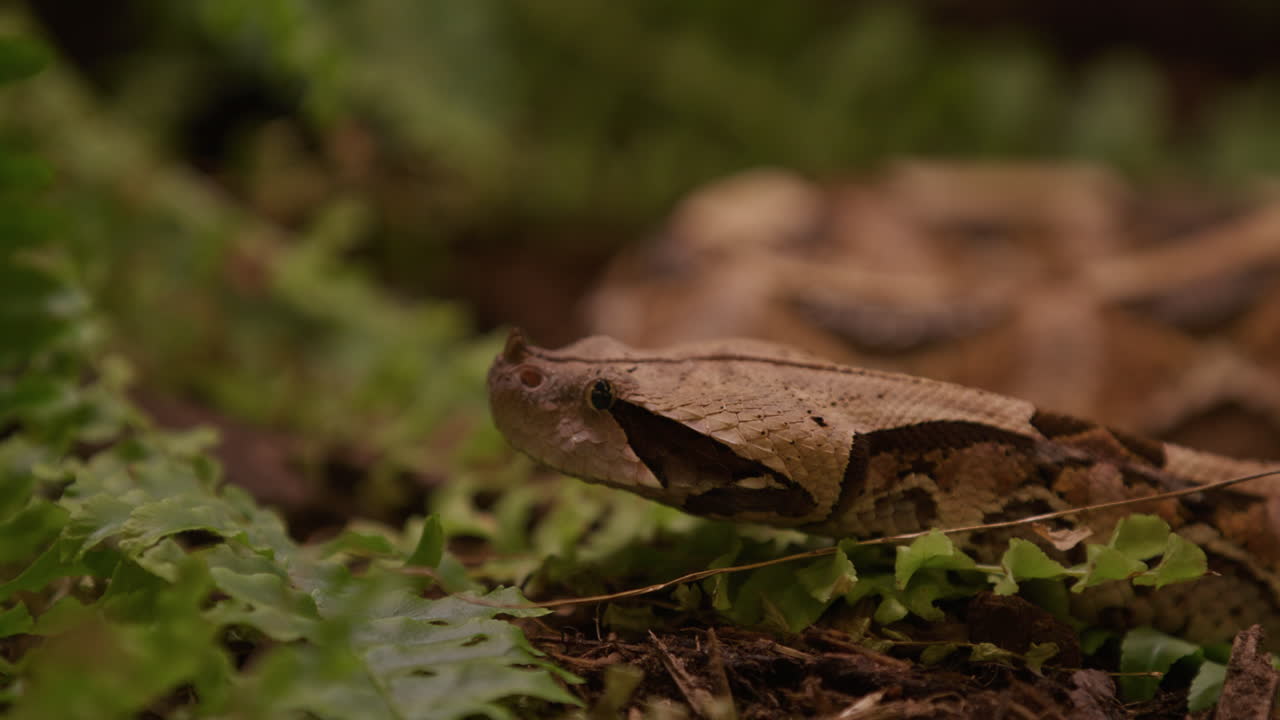 serpiente víbora gaboon explorando el área con arbustos bajos - de cerca en la cara