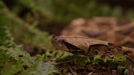 Serpiente-Víbora-Gaboon-Explorando-El-área-Con-Arbustos-Bajos---Primer-Plano-De-La-Cara