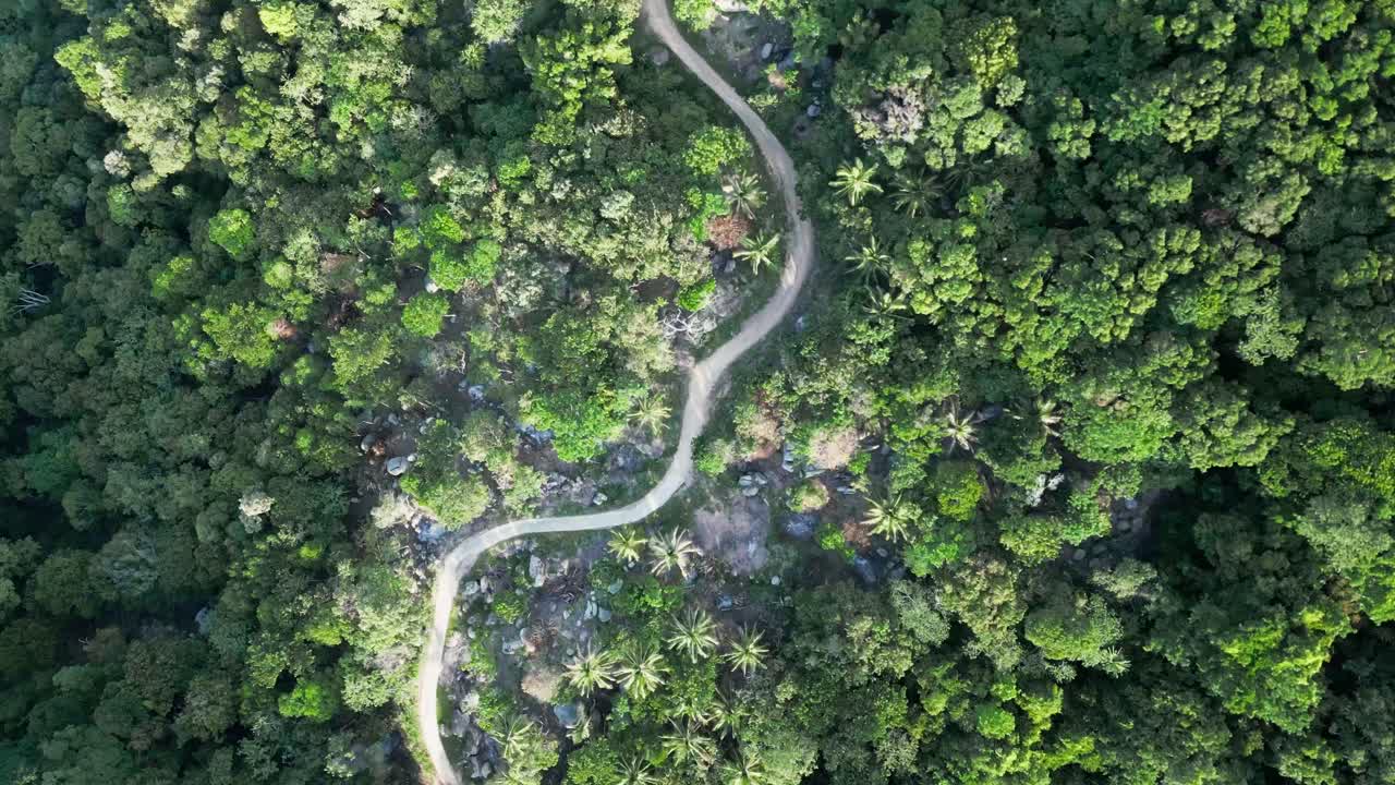 orbita aérea de arriba hacia abajo sobre la bahía de mango en koh tao, capturando la exuberante vegetación y un camino sinuoso a lo largo de la costa