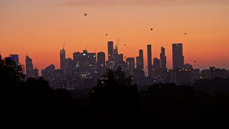 Fledermäuse-Fliegen-über-Die-Skyline-Der-Stadt-Melbourne-Australien
