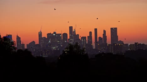 Murciélagos-Volando-Por-El-Horizonte-De-La-Ciudad-De-Melbourne,-Australia