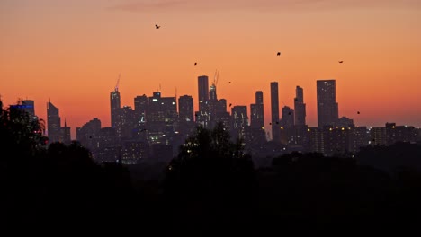 vleermuizen vliegen over de skyline van melbourne, australië