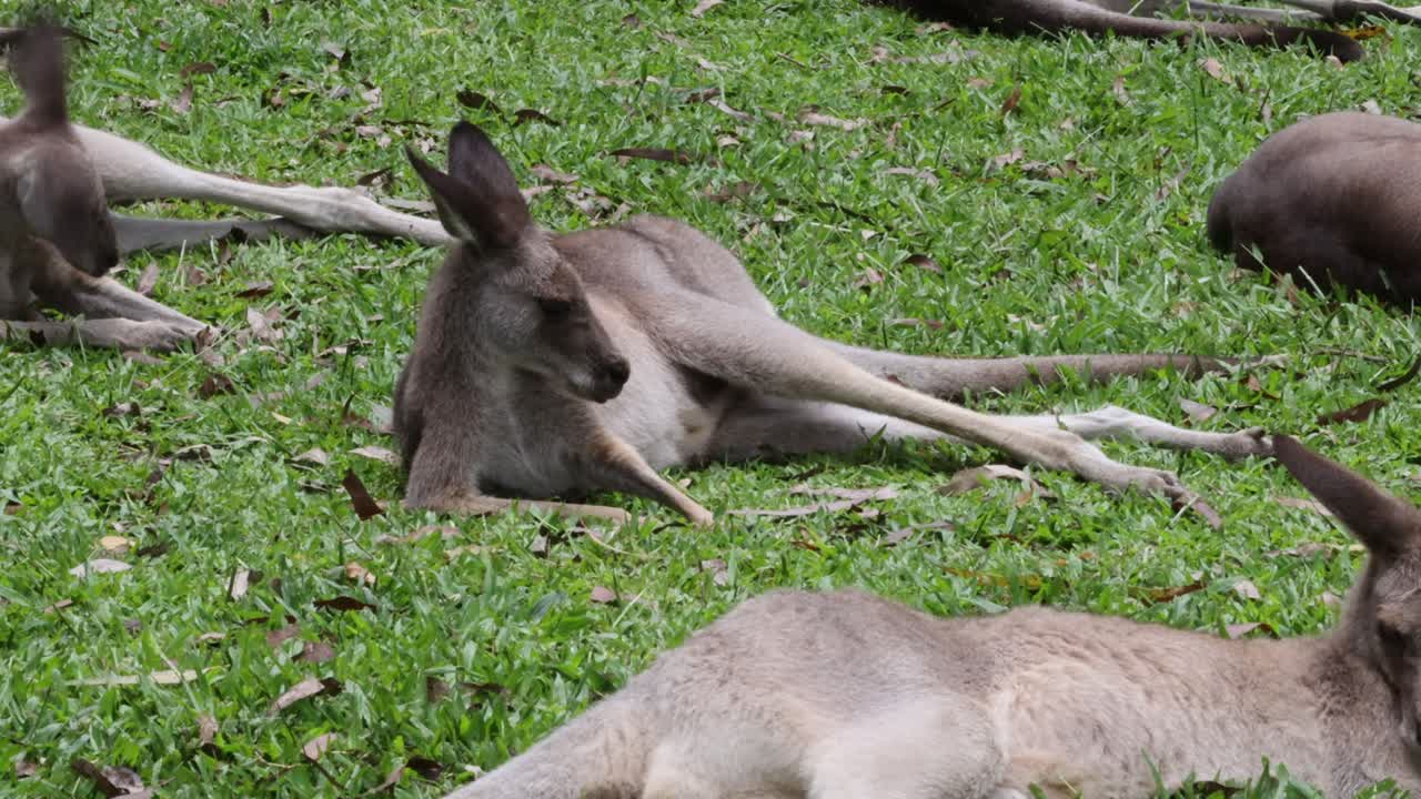 Kangaroo lounges and looks around on grass