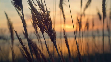 reeds grass sway wind in beautiful sea coastline golden sunset background nature