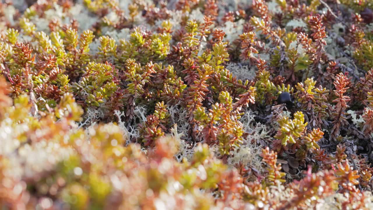 북극  ⁇ 드라 리 ⁇  모스 클로즈업. 주로 북극  ⁇ 드라, 알파인  ⁇ 드라에서 발견되며, 매우 추위에 견 ⁇  수 있습니다. 클라도니아 랭지페리나 (cladonia rangiferina), 렌더 컵 리 ⁇ 으로도 알려져 있습니다.