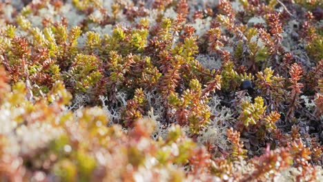 arctic tundra lichen moss close-up. found primarily in areas of arctic tundra, alpine tundra, it is extremely cold-hardy. cladonia rangiferina, also known as reindeer cup lichen.