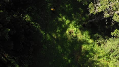 a birdie view of a hiker in a forest