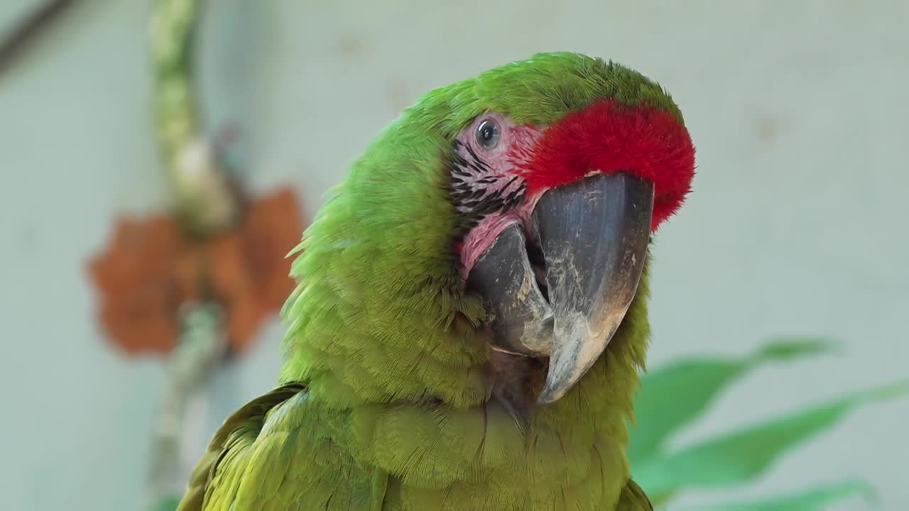 Primo piano, testa di pappagallo in uno zoo nicaraguense