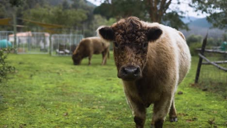 Slow-motion-shot-of-cute,-fluffy,-highland-cow-staring-at-camera