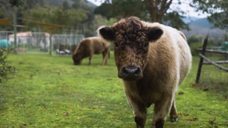 slow motion shot of cute, fluffy, highland cow staring at camera