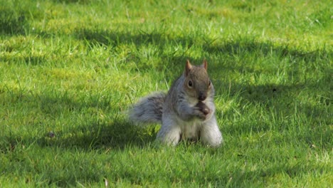 gray squirrel digging in green grass finds a nut then walks off